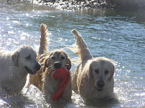 Koda, Lia y Leia